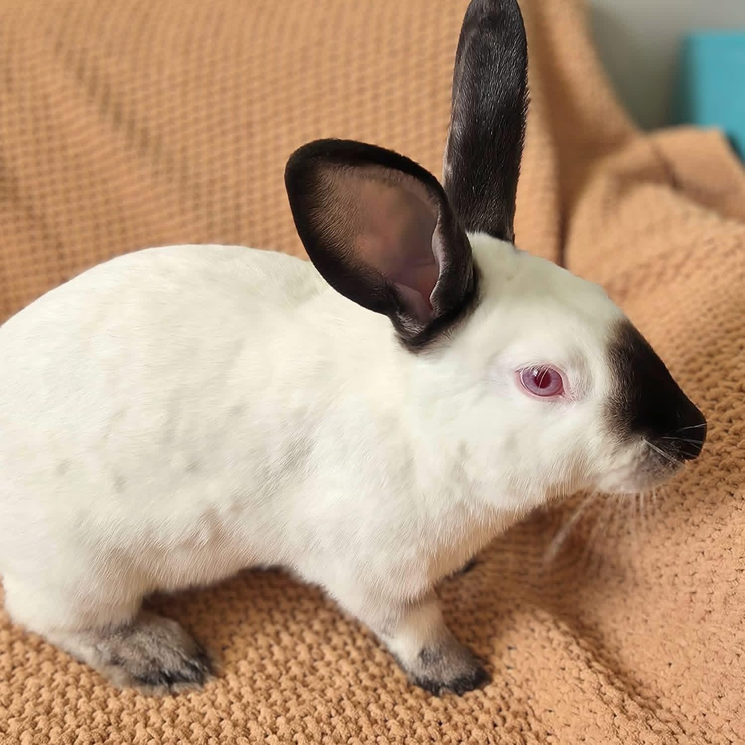 Enlarge The Dentist , a ADOPTABLE Californian in St. Charles, MO image 3/3