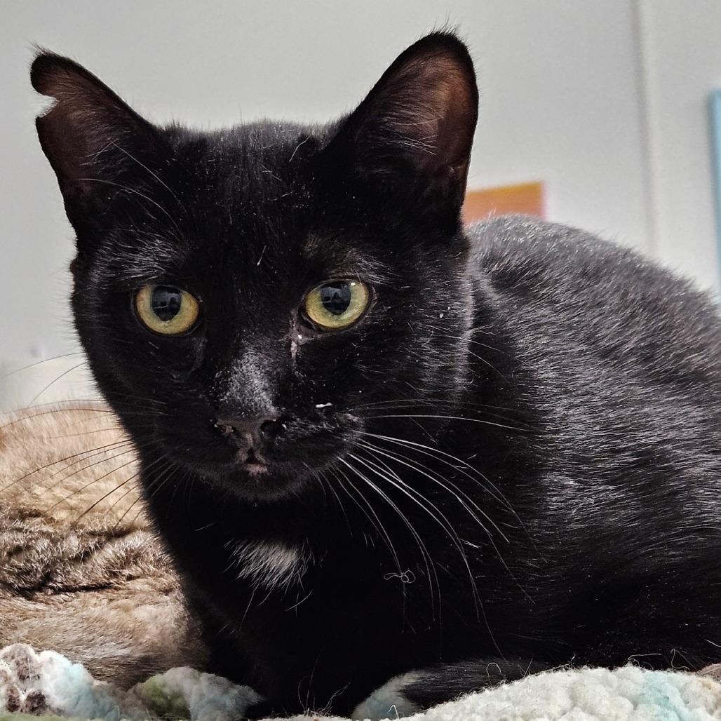 Poppy, Adoptable, Adult Female Domestic Short Hair.