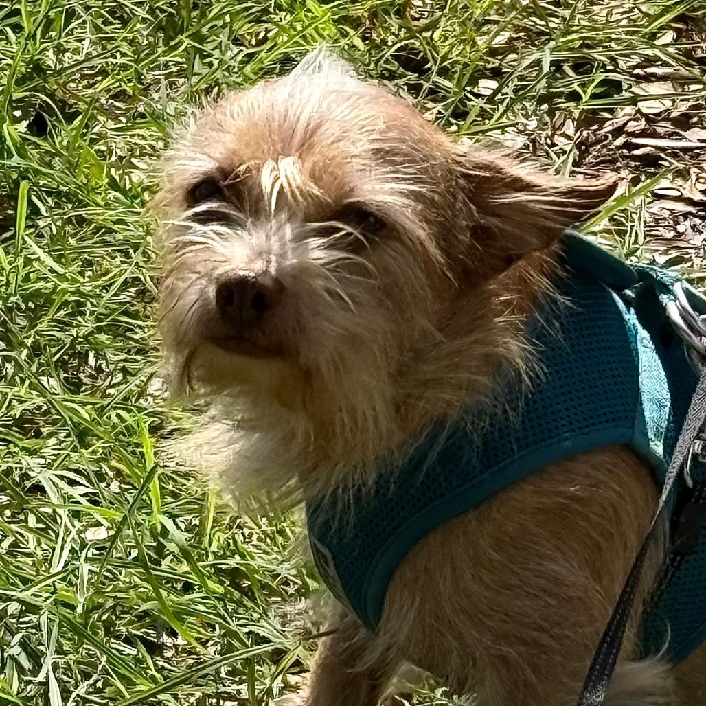 Buster, Adoptable, Adult Male Shih Tzu & Mixed Breed.