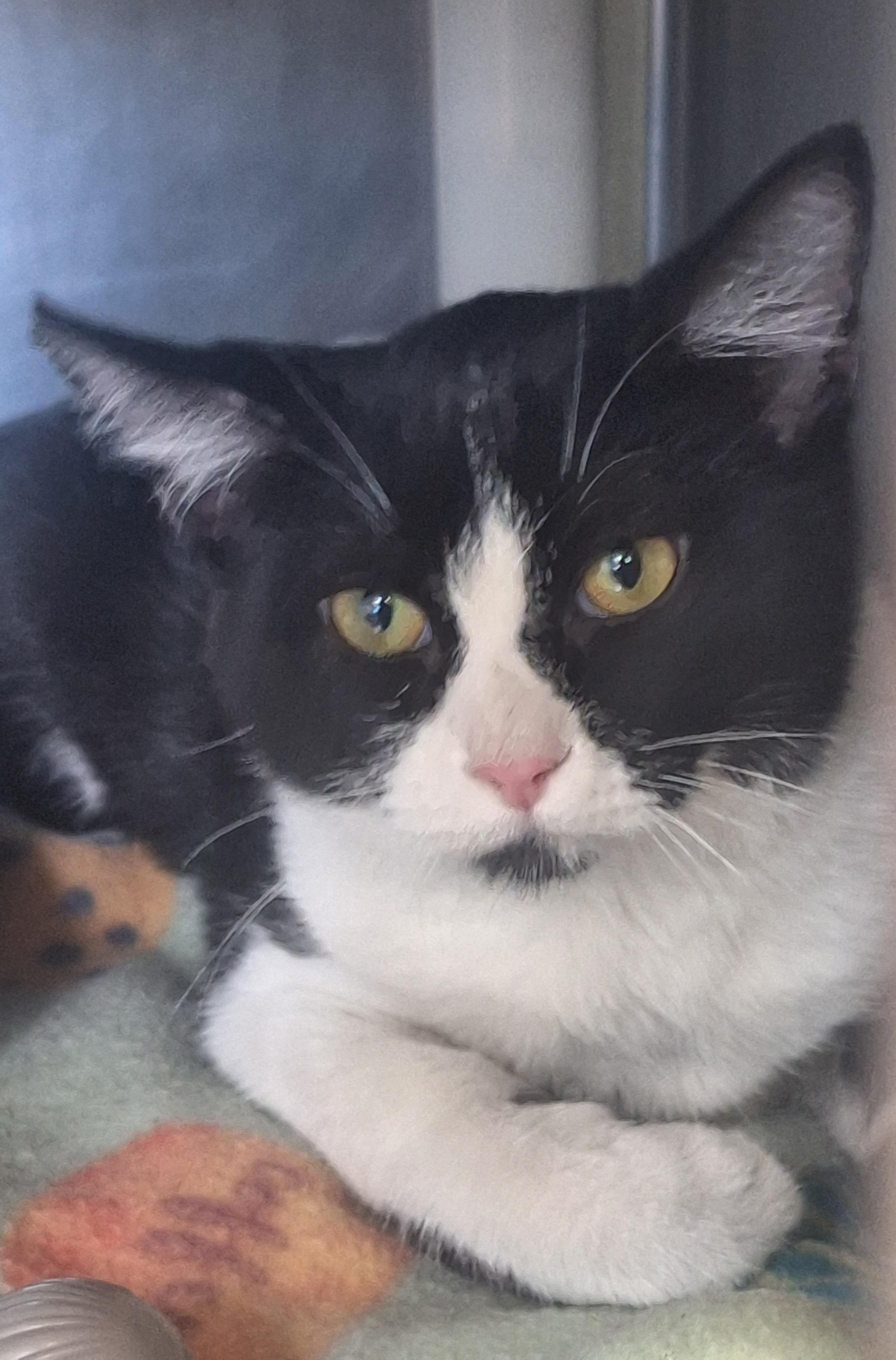 Enlarge Lottie, a Adopted Domestic Short Hair in Winfield, KS image 1/1