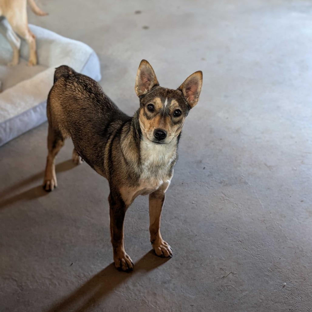 Minnie Winnie, Adoptable, Young Female Mixed Breed.