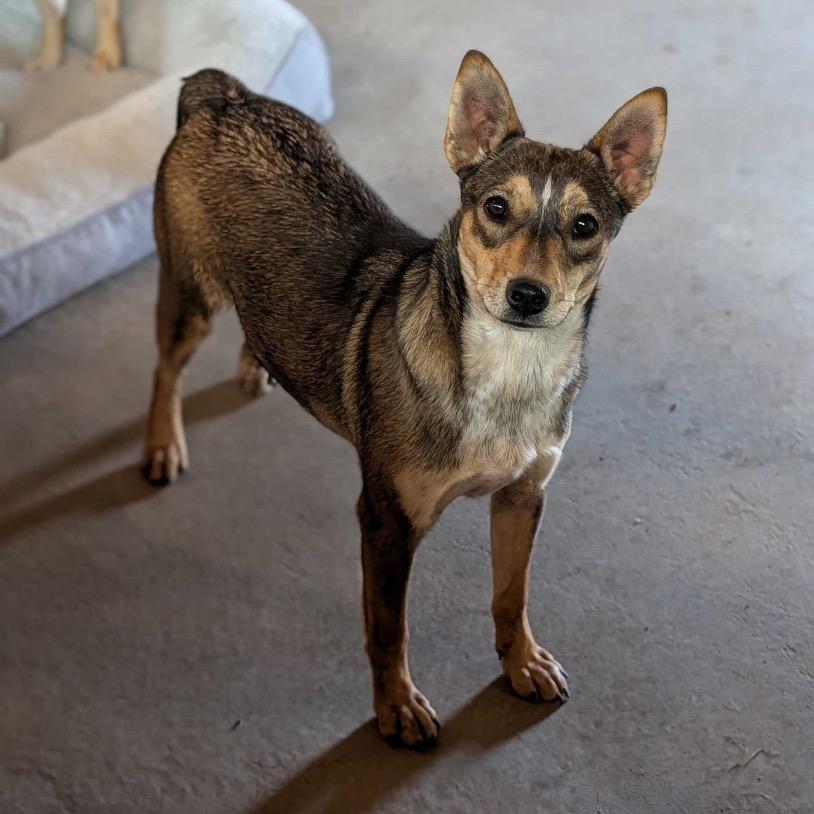 Minnie Winnie, Adoptable, Young Female Mixed Breed.