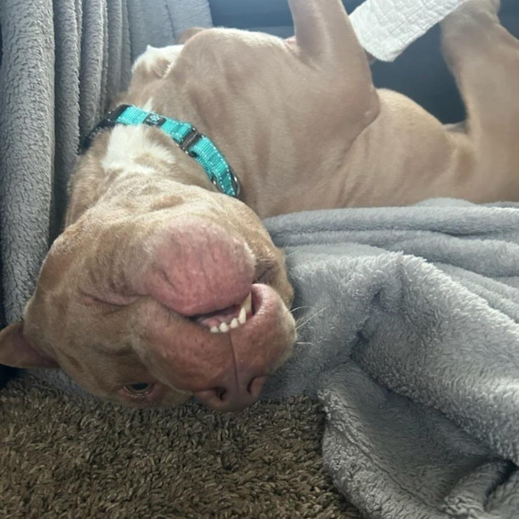 Enlarge Oakley, a Adoptable Pit Bull Terrier in Northville, MI image 1/4