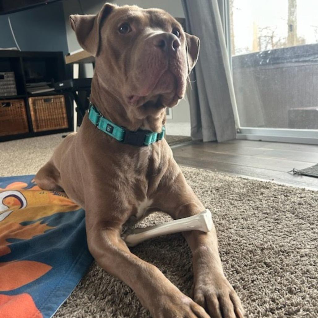 Enlarge Oakley, a Adoptable Pit Bull Terrier in Northville, MI image 2/4