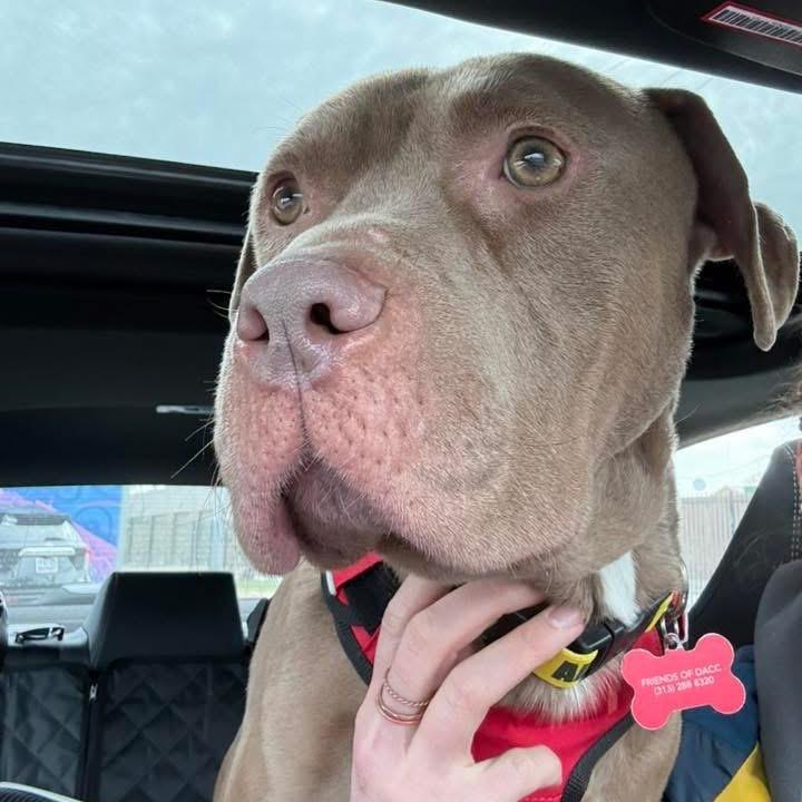 Enlarge Oakley, a Adoptable Pit Bull Terrier in Northville, MI image 4/4