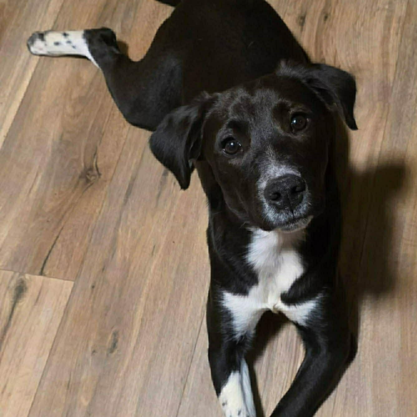 Scout, a ADOPTABLE Mixed Breed in Highland, NY image 2/6