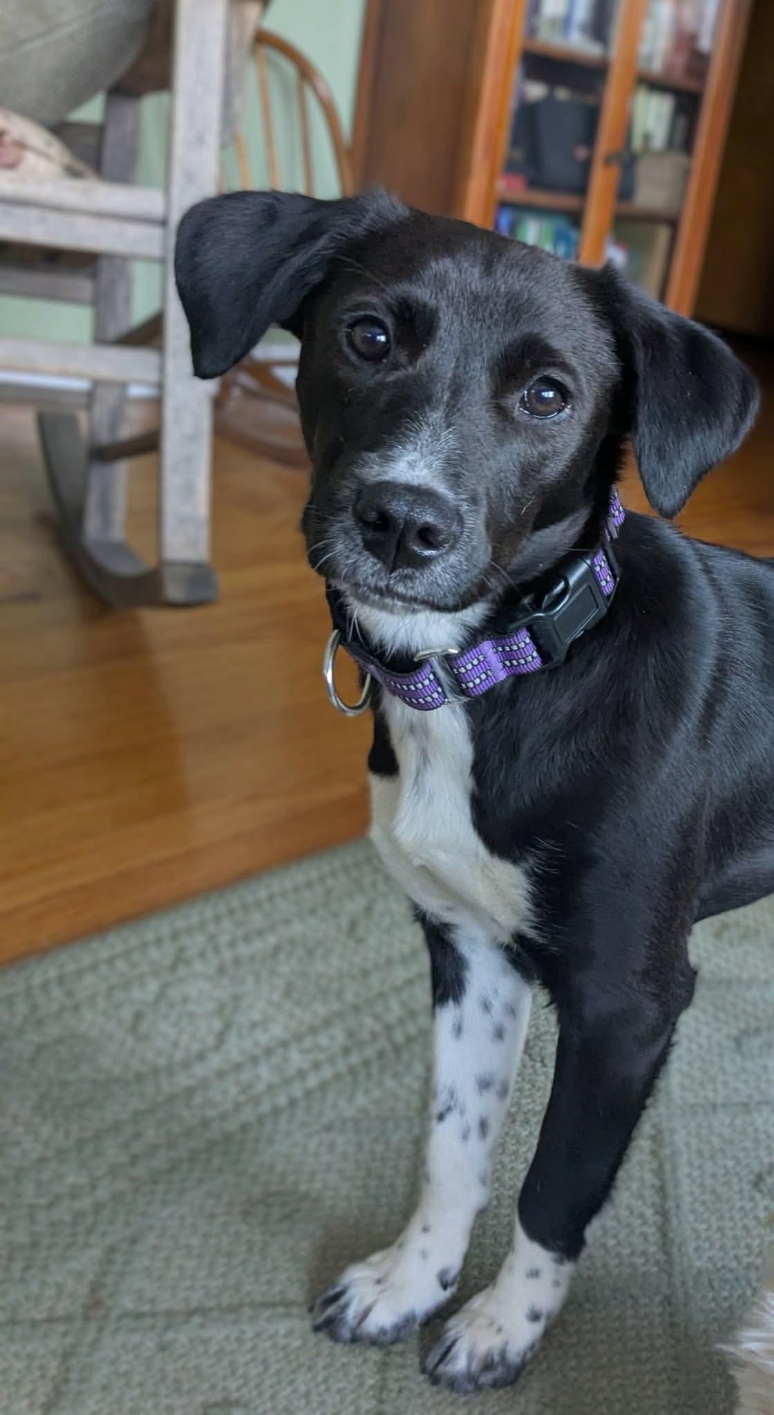 Scout, a ADOPTABLE Mixed Breed in Highland, NY image 5/6