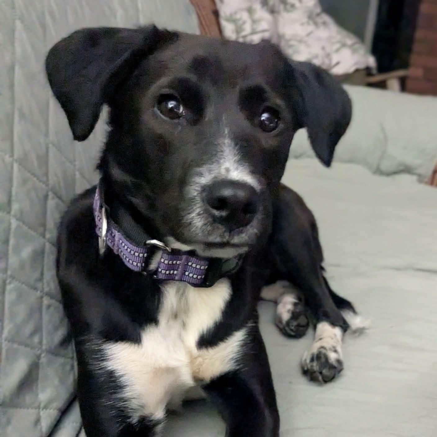Scout, ADOPTABLE, Puppy Female Mixed Breed.