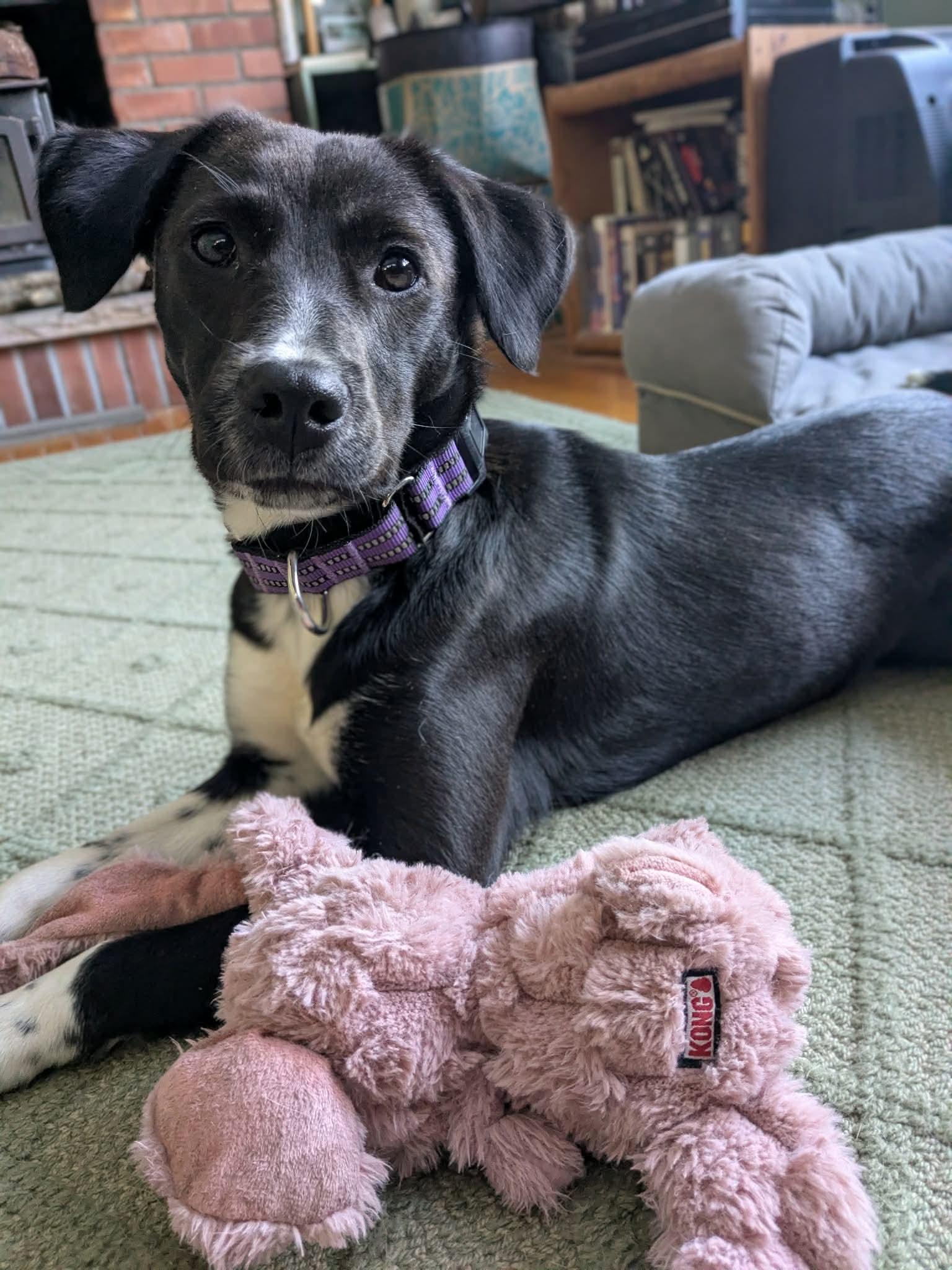Scout, a ADOPTABLE Mixed Breed in Highland, NY image 6/6