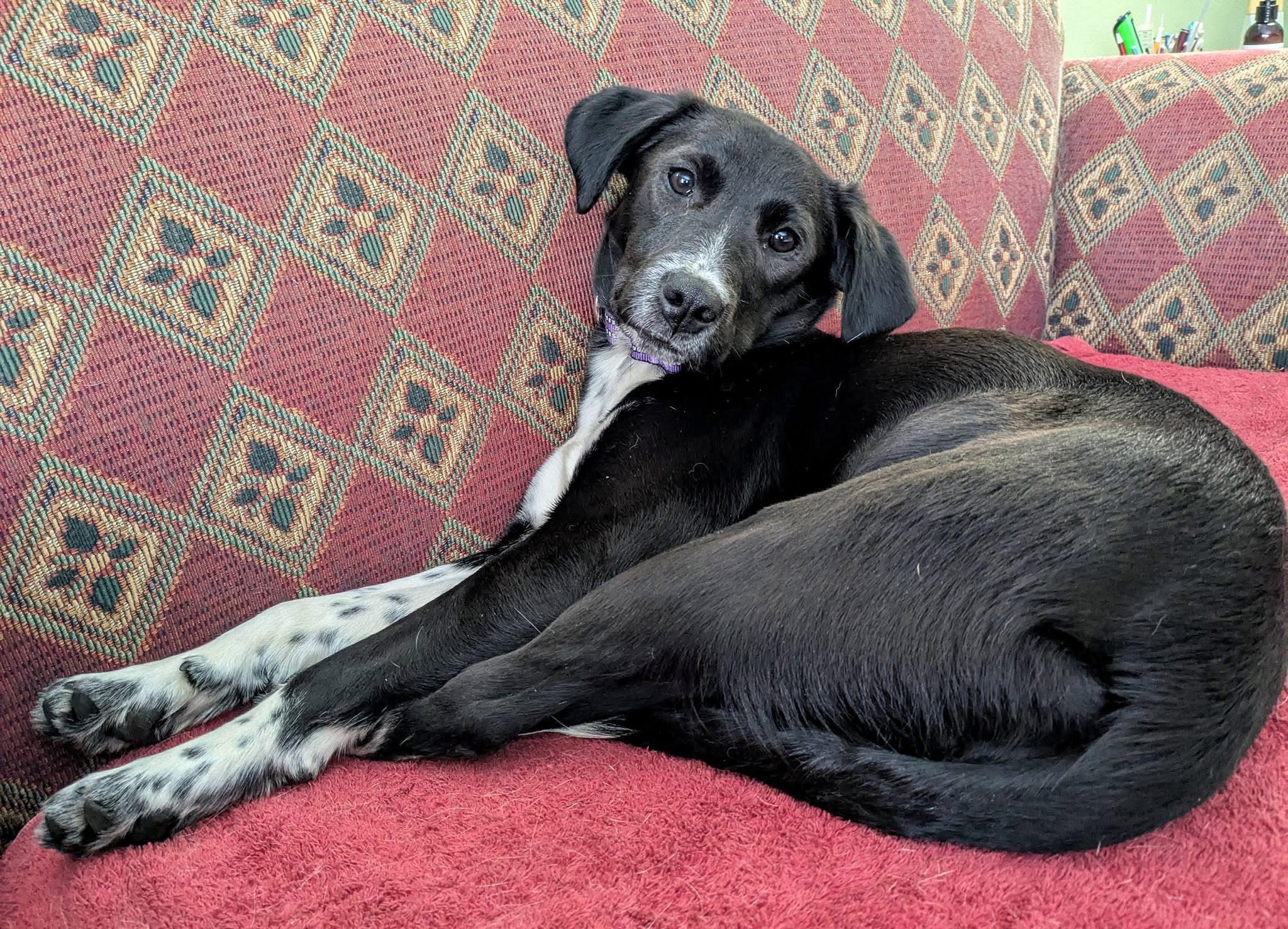 Scout, a ADOPTABLE Mixed Breed in Highland, NY image 4/6