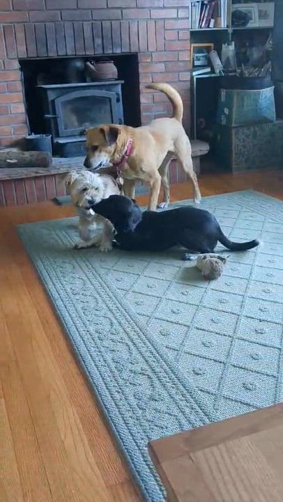 Enlarge Scout, a ADOPTABLE Mixed Breed in Highland, NY video 3/6