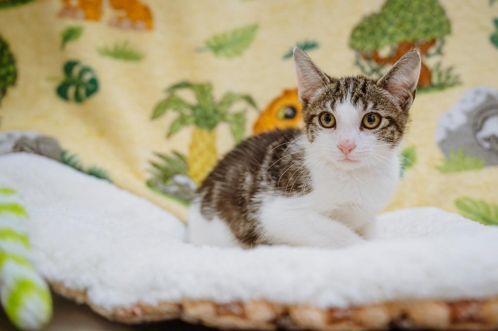 James, a Adoptable Tabby in Newberg, OR image 1/2