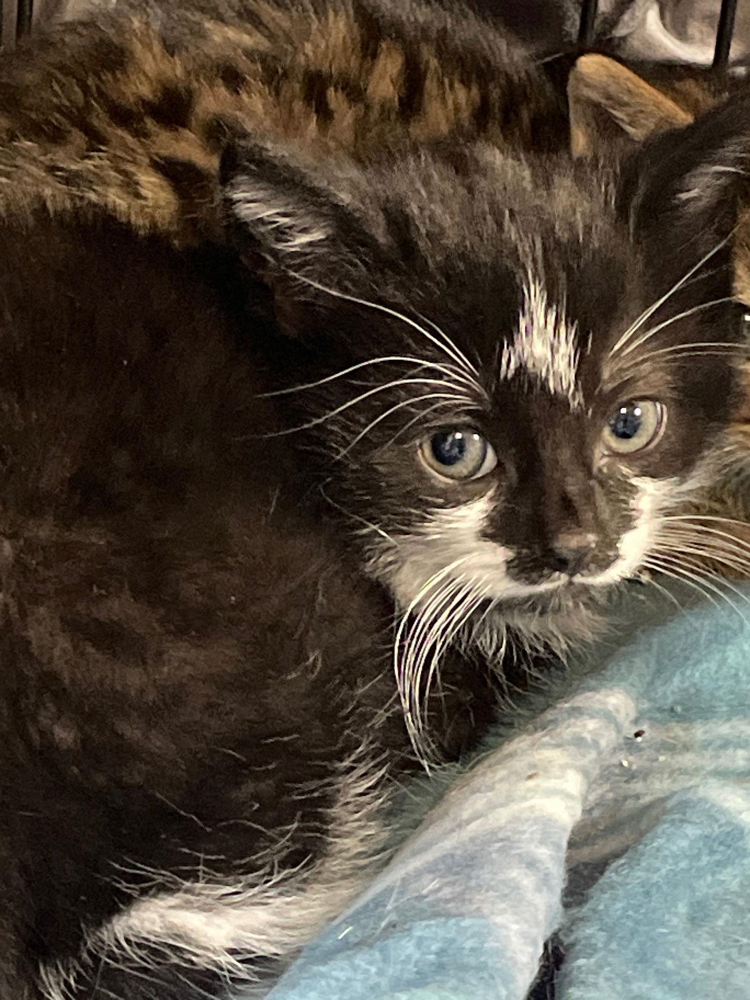 Mimi, Adopted, Kitten Female Domestic Medium Hair & Tuxedo.