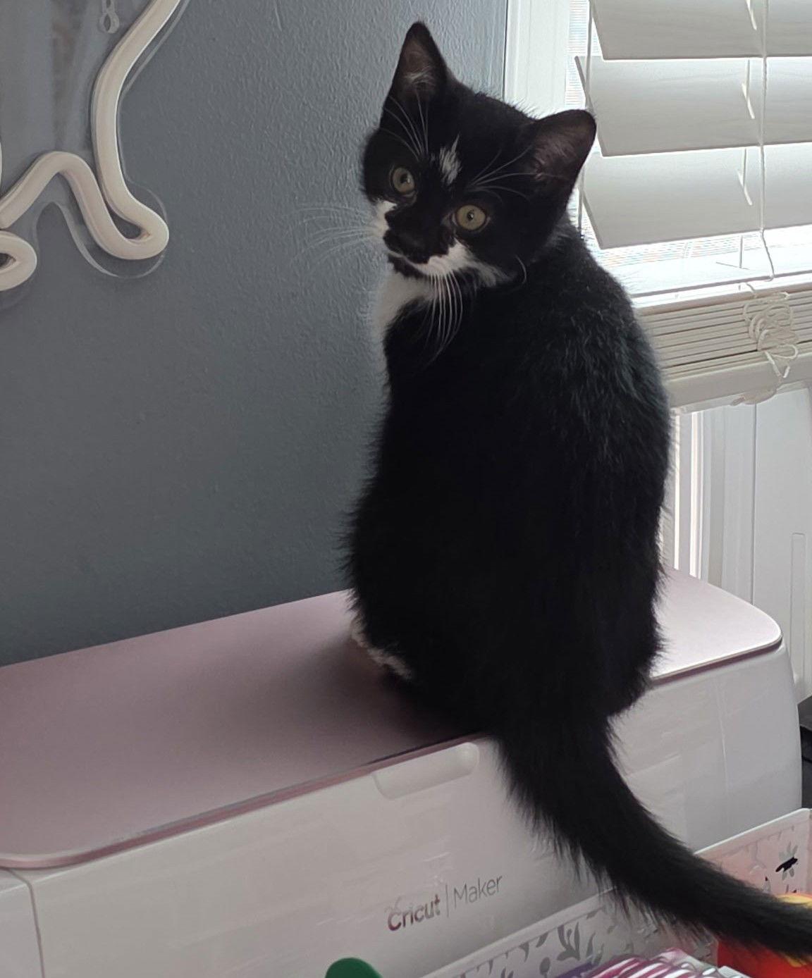 Mimi, a Adopted mixed breed in Island Lake, IL image 2/3