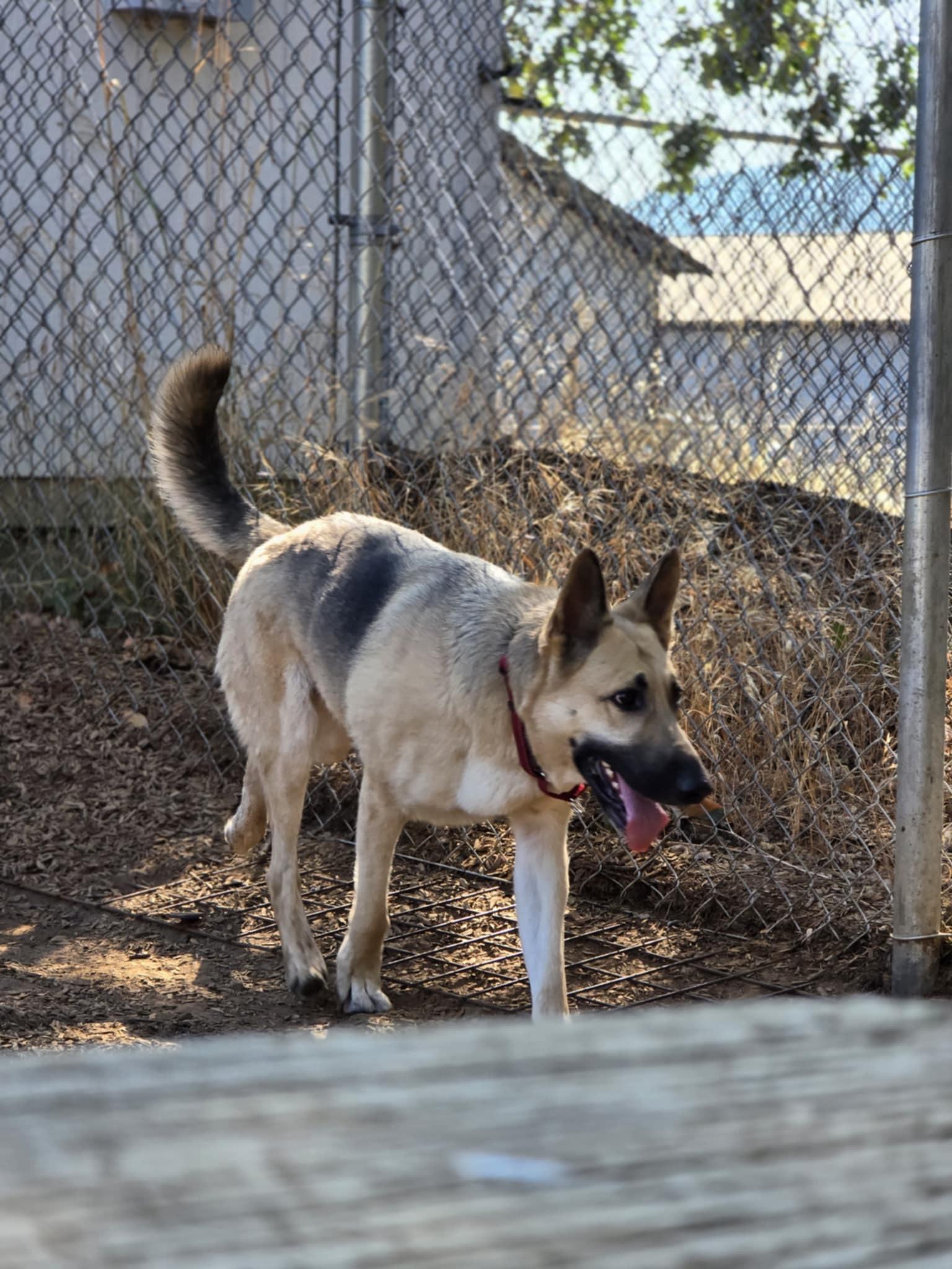 Finnley, an adoptable German Shepherd Dog in Grants Pass, OR, 97526 | Photo Image 4