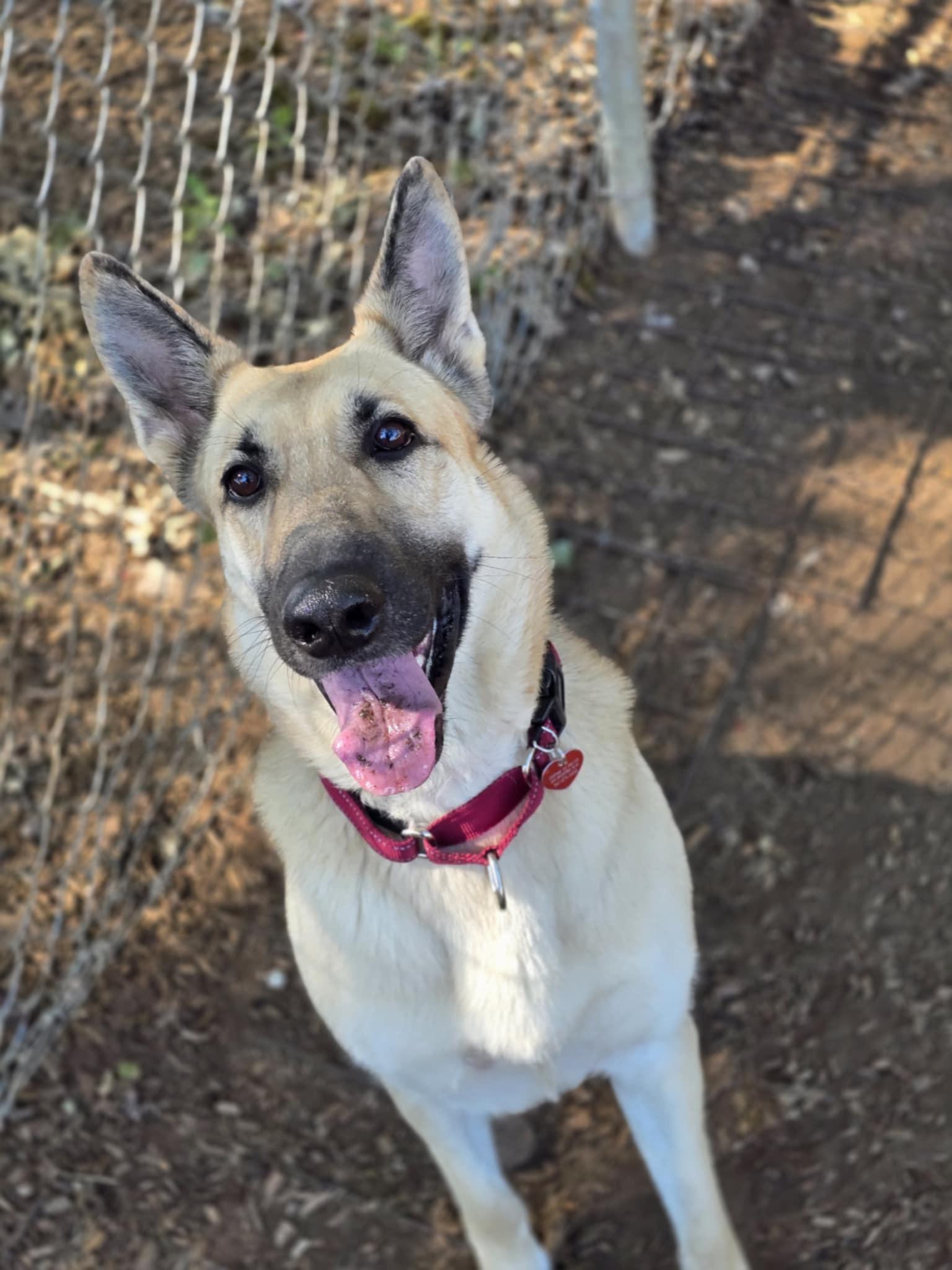 Finnley, an adoptable German Shepherd Dog in Grants Pass, OR, 97526 | Photo Image 1