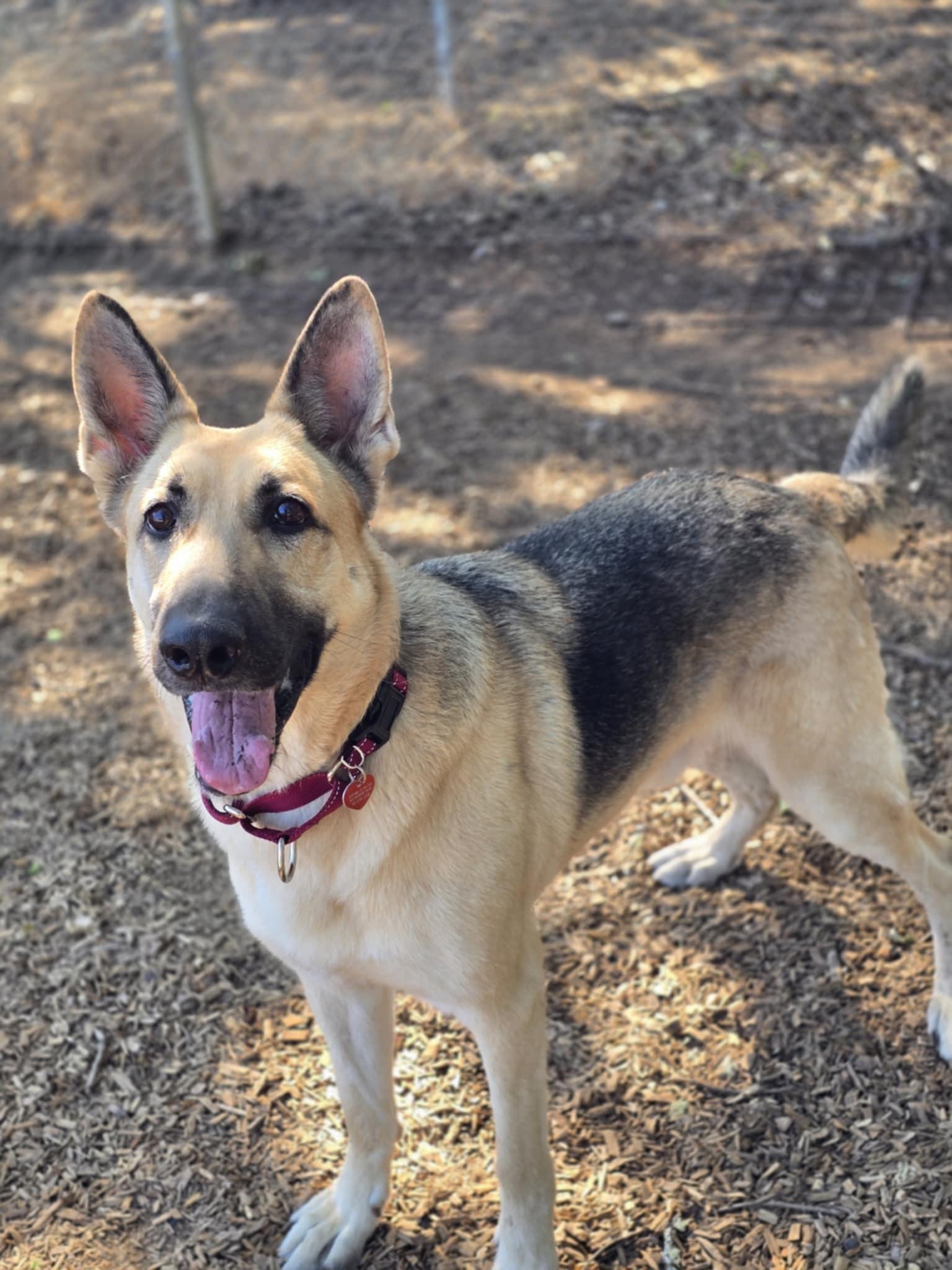 Finnley, an adoptable German Shepherd Dog in Grants Pass, OR, 97526 | Photo Image 2