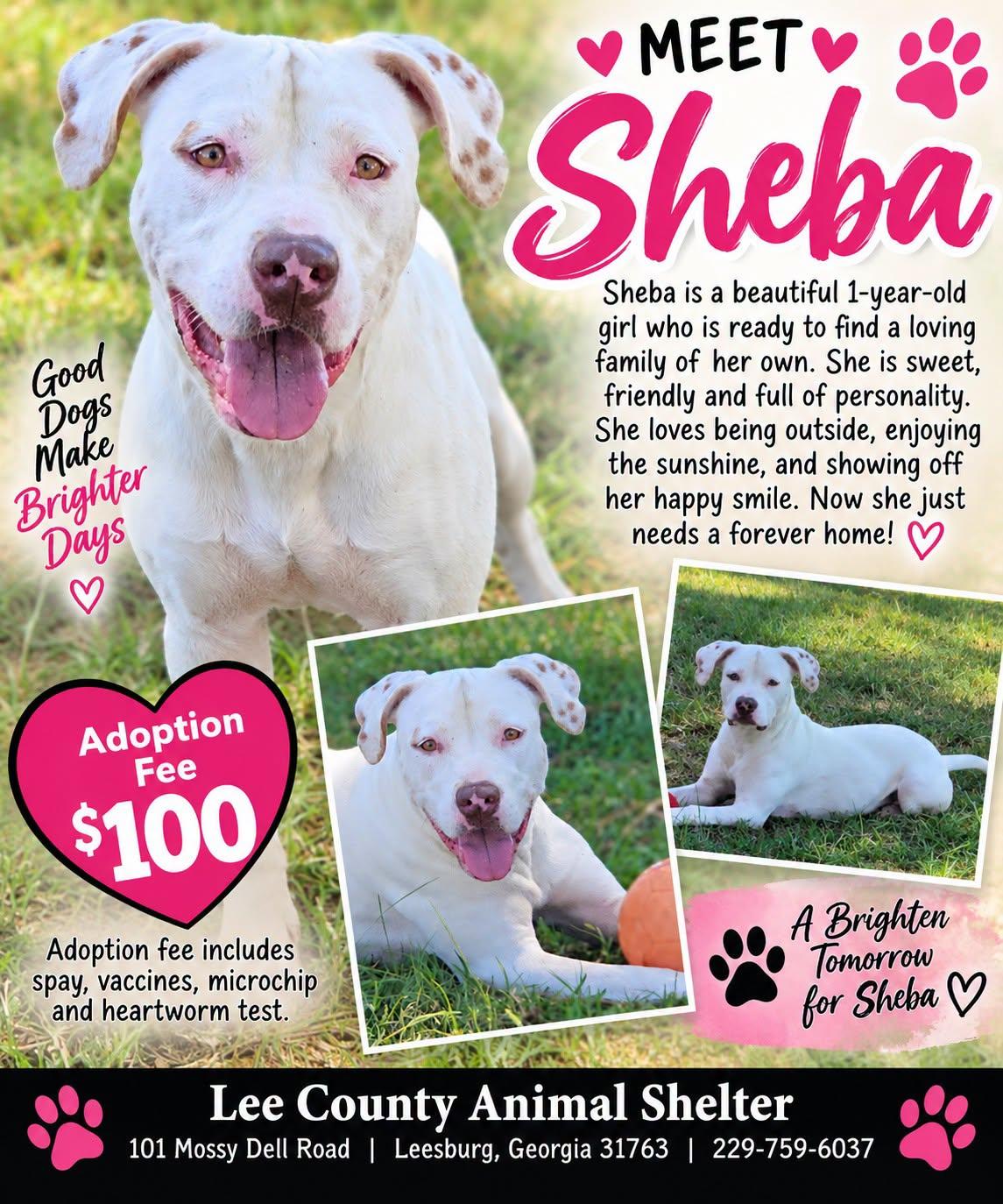 Enlarge Sheba, a Adoptable American Bulldog in Leesburg, GA image 1/1