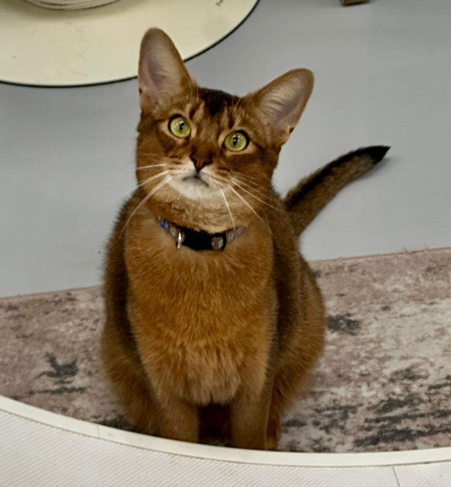 Sparkly, a Adoptable Abyssinian in West Hills, CA image 1/3