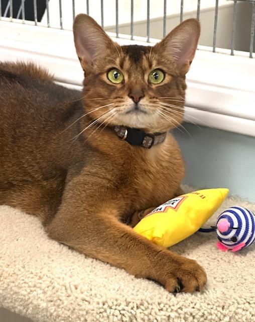 Sparkly, a Adoptable Abyssinian in West Hills, CA image 2/3