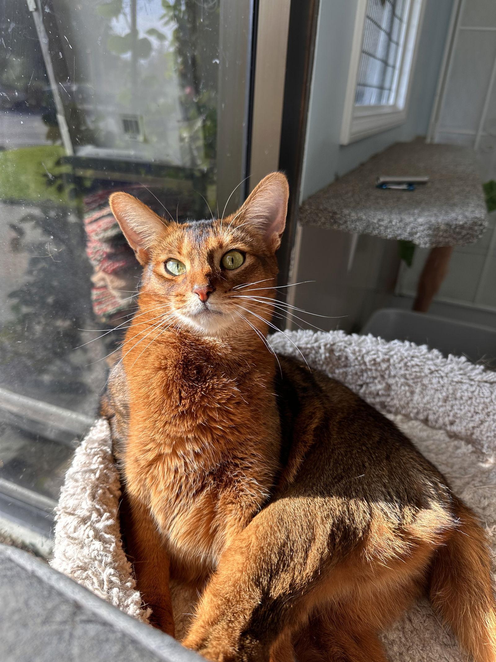 Sparkly, a Adopted Abyssinian in West Hills, CA image 2/3