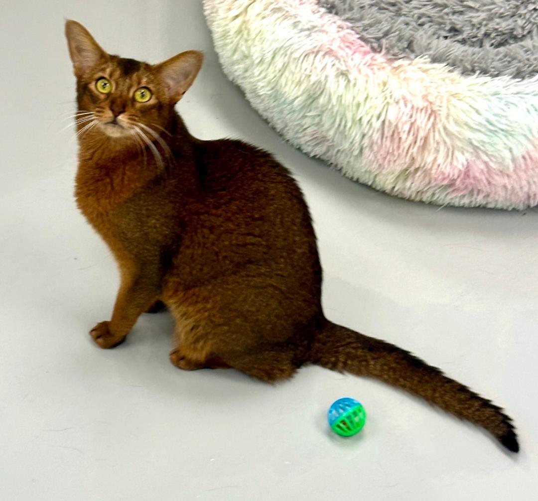 Sparkly, a Adoptable Abyssinian in West Hills, CA image 3/3