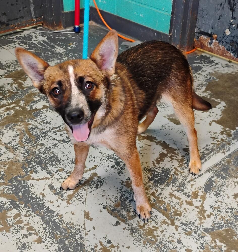Enlarge Rogue #118, a Adoptable mixed breed in New Lexington, OH image 1/1