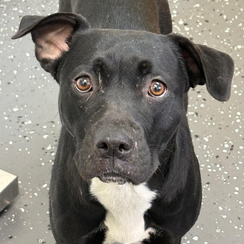 Enlarge Gilly Bean, a Adoptable Mixed Breed in Columbiana, AL image 2/6