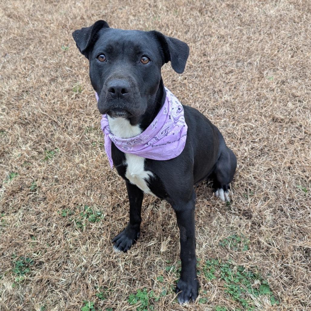 Enlarge Gilly Bean, a Adoptable Mixed Breed in Columbiana, AL image 5/6