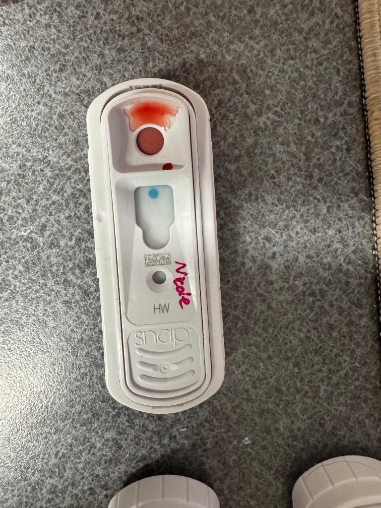 Nicole/Little Bitty, Adoptable, Adult Female Cane Corso.