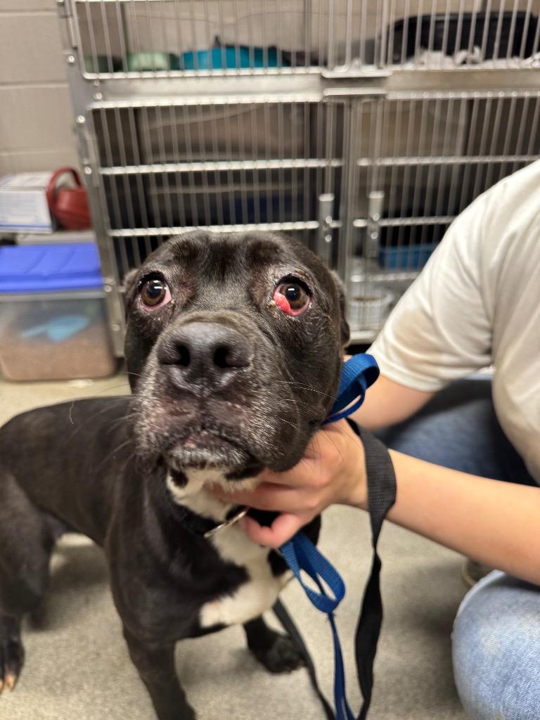 Enlarge Nicole/Little Bitty, a Adoptable mixed breed in Hopkinsville, KY image 2/5