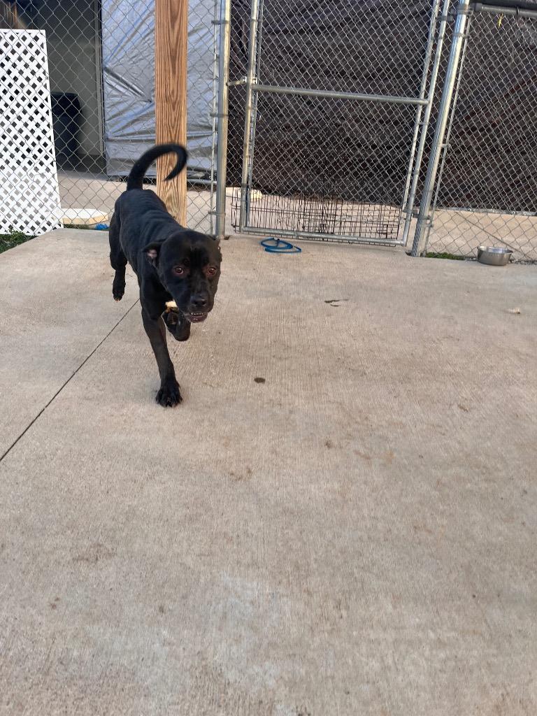 Enlarge Nicole/Little Bitty, a Adoptable mixed breed in Hopkinsville, KY image 3/5