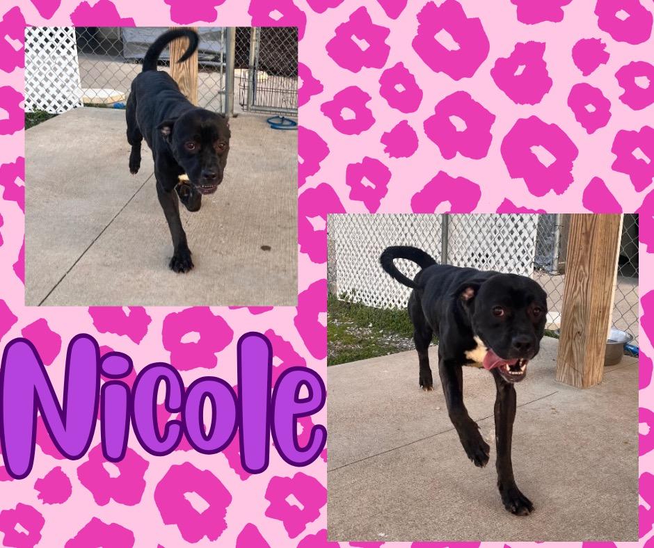 Enlarge Nicole/Little Bitty, a Adoptable mixed breed in Hopkinsville, KY image 4/5