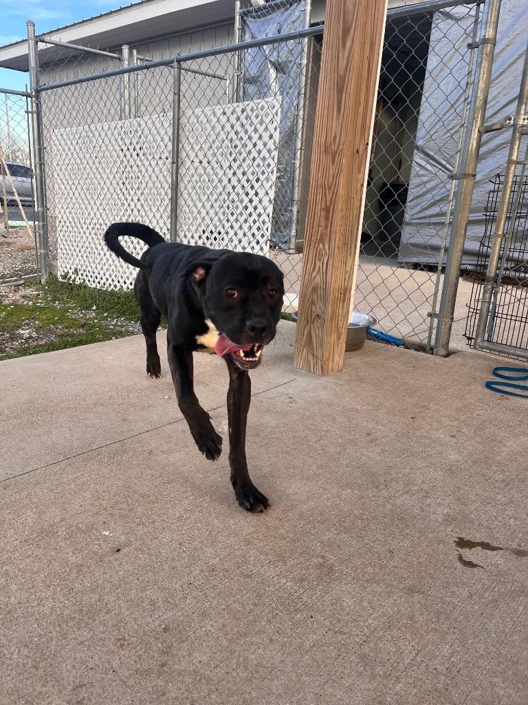 Enlarge Nicole/Little Bitty, a Adoptable mixed breed in Hopkinsville, KY image 5/5