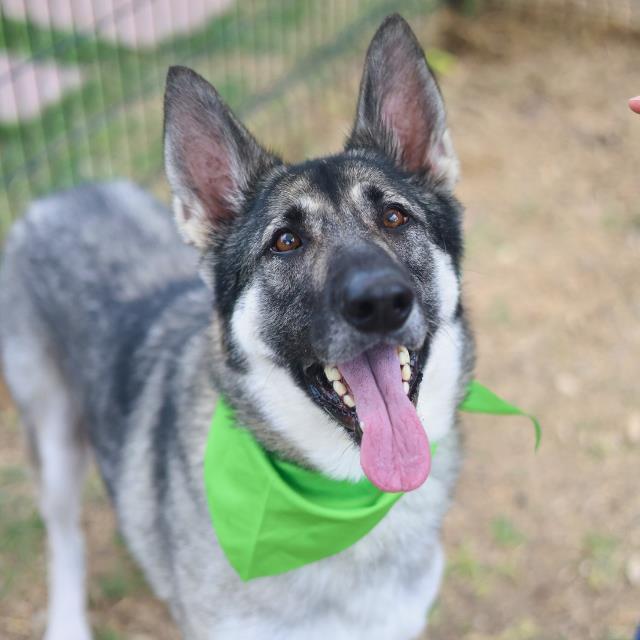 Enlarge WREN, a Adoptable German Shepherd Dog in San Antonio, TX image 1/1