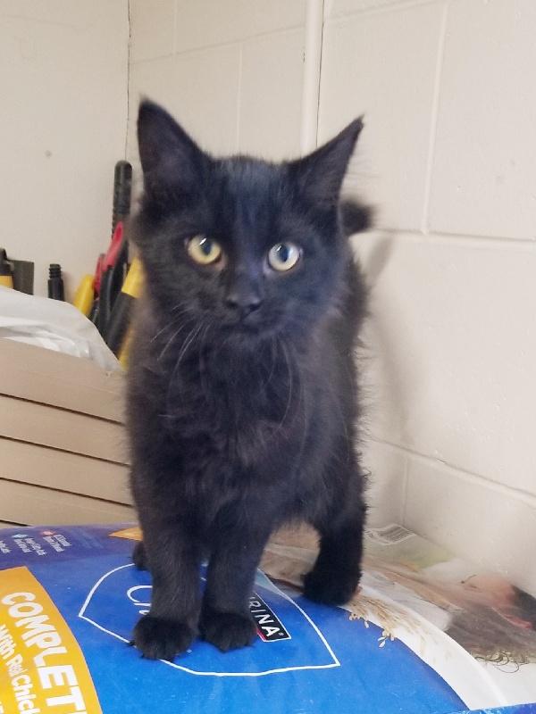 COAL, Adoptable, Kitten Male Domestic Long Hair.