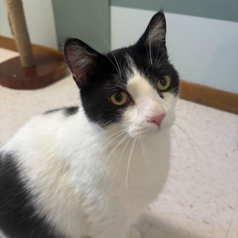 Enlarge Theo, a ADOPTABLE Domestic Short Hair in Hutchinson, MN image 4/6