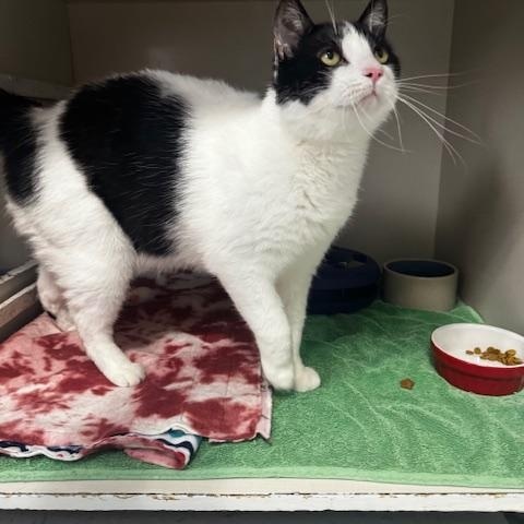 Enlarge Theo, a ADOPTABLE Domestic Short Hair in Hutchinson, MN image 6/6