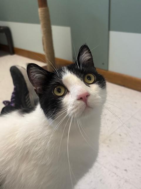 Enlarge Theo, a ADOPTABLE Domestic Short Hair in Hutchinson, MN image 1/6