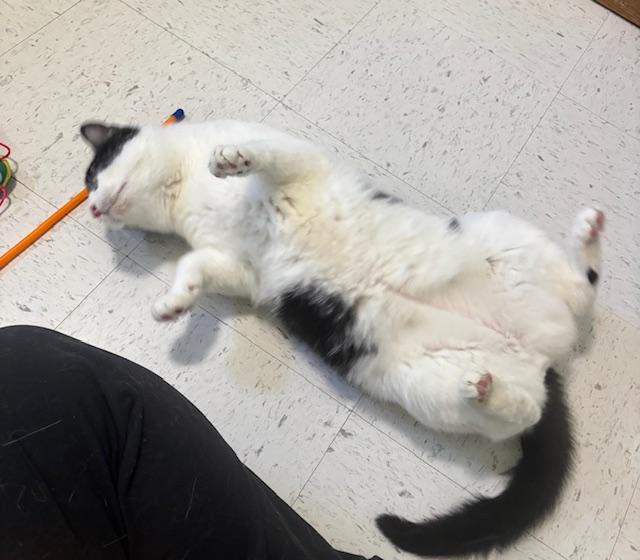 Enlarge Theo, a ADOPTABLE Domestic Short Hair in Hutchinson, MN image 5/6