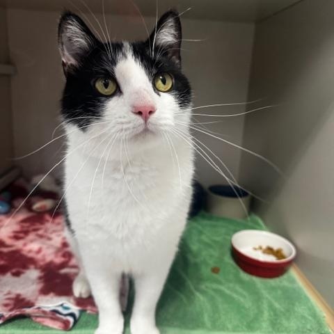 Enlarge Theo, a ADOPTABLE Domestic Short Hair in Hutchinson, MN image 2/6