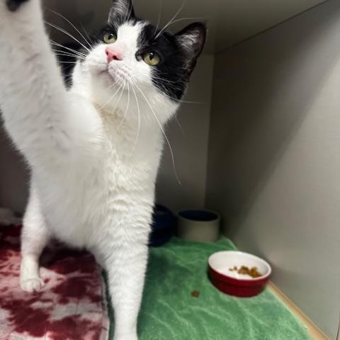 Enlarge Theo, a ADOPTABLE Domestic Short Hair in Hutchinson, MN image 3/6