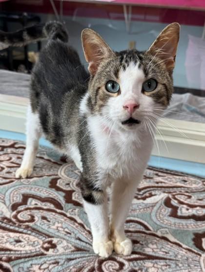 Ralphie, Adoptable, Adult Male Domestic Short Hair & Domestic Short Hair.