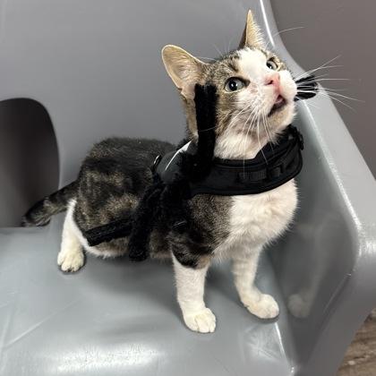 Ralphie, a Adoptable Domestic Short Hair in Willmar, MN image 2/3