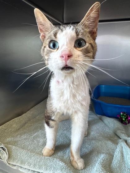 Enlarge Ralphie, a Adoptable Domestic Short Hair in Willmar, MN image 3/3