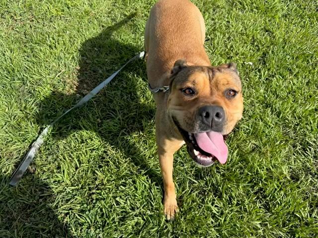 LYJA, Adoptable, Young Female American Bulldog.