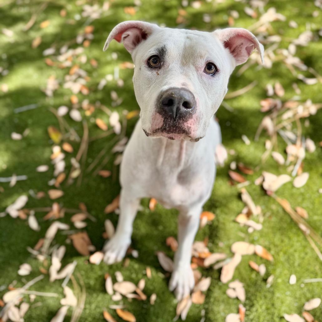 Shorty, Adoptable, Adult Female Mixed Breed.