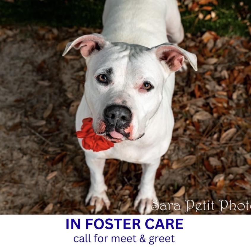 Enlarge Shorty, a Adoptable Mixed Breed in Milton, FL image 2/6