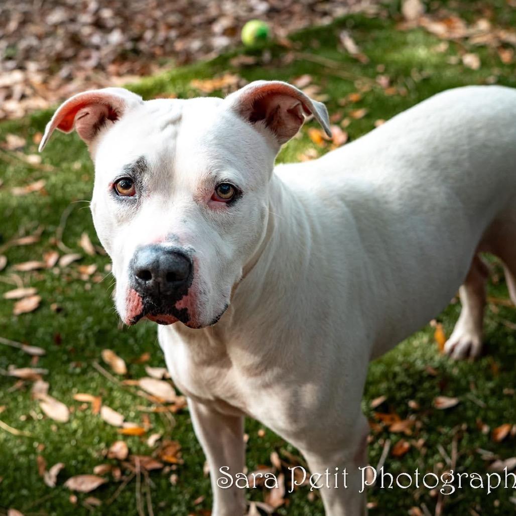 Shorty, a Adoptable Mixed Breed in Milton, FL image 2/6