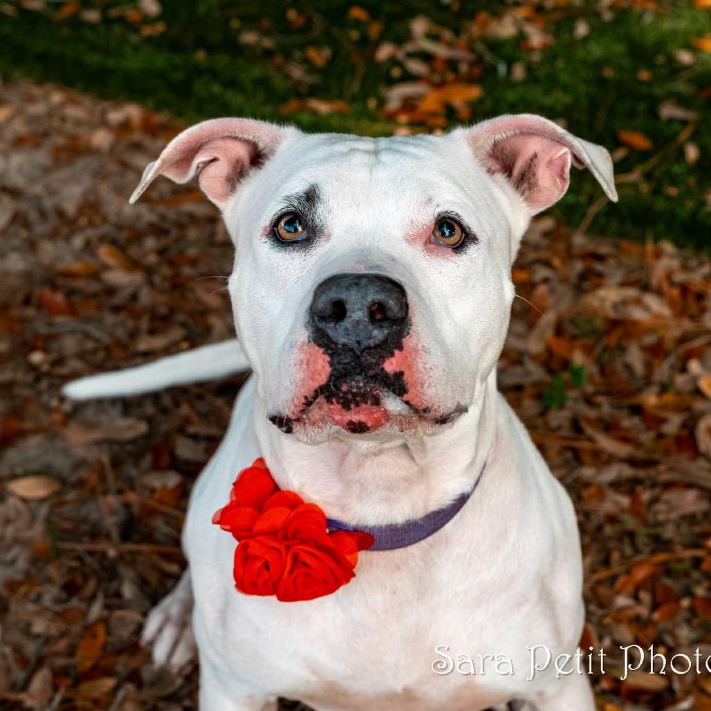 Shorty, a Adoptable Mixed Breed in Milton, FL image 3/6